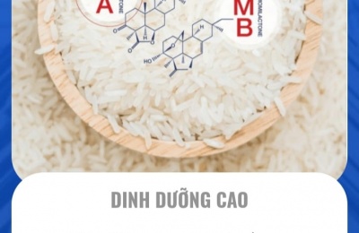 Gạo Ong Biển – Lựa chọn hoàn hảo cho sức khỏe cả gia đình
